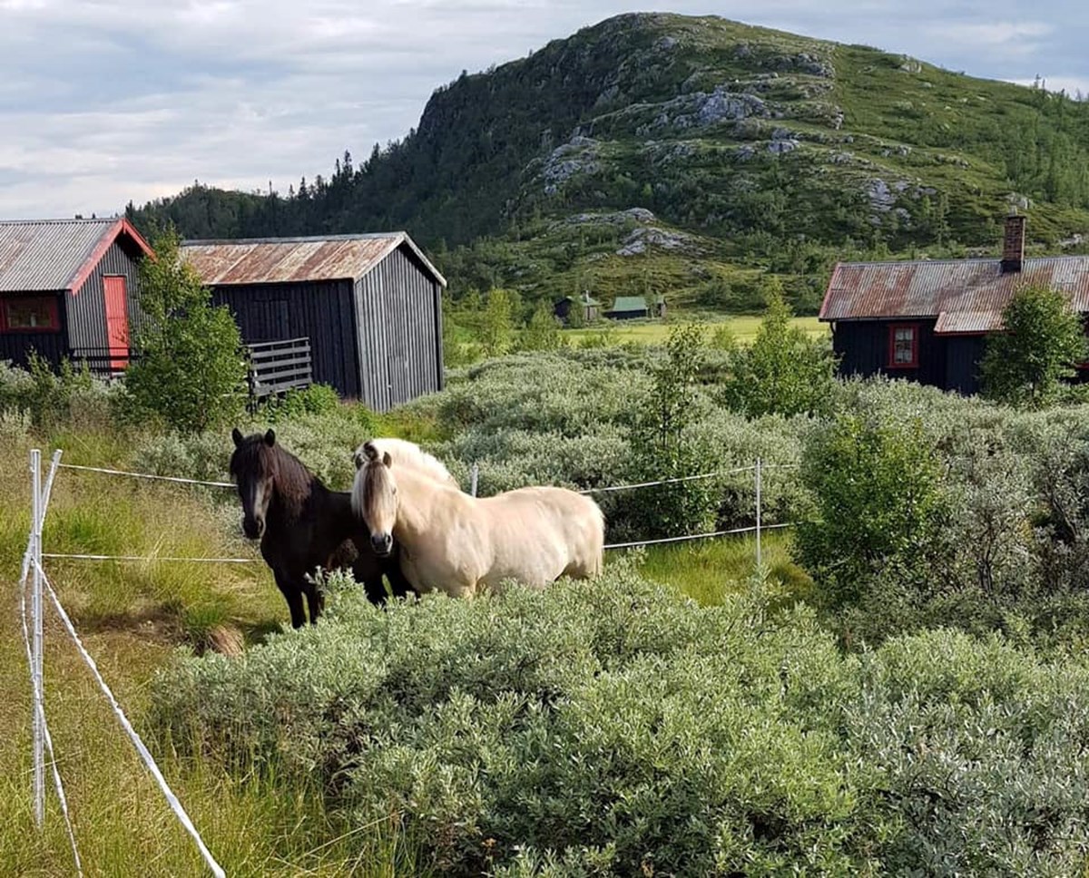 Haglebu Turistheim sørget for at barna fikk prøve seg på hesteryggen.